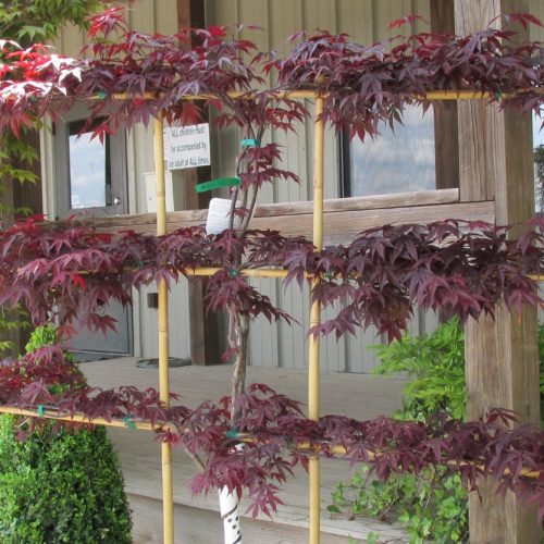 Green Valley Farms Ornamental