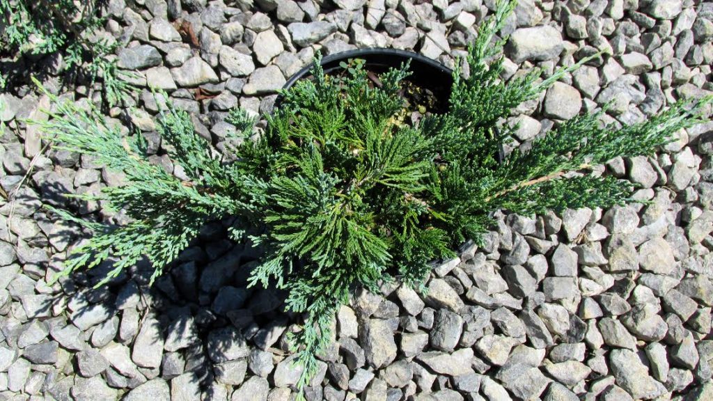 Green Blue Rug Juniper