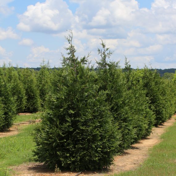 Green Valley Farms | Evergreen (Trees)