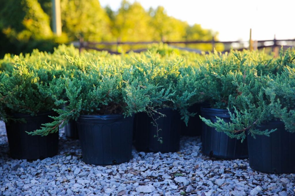 Green Valley Farms Juniper Parsoni