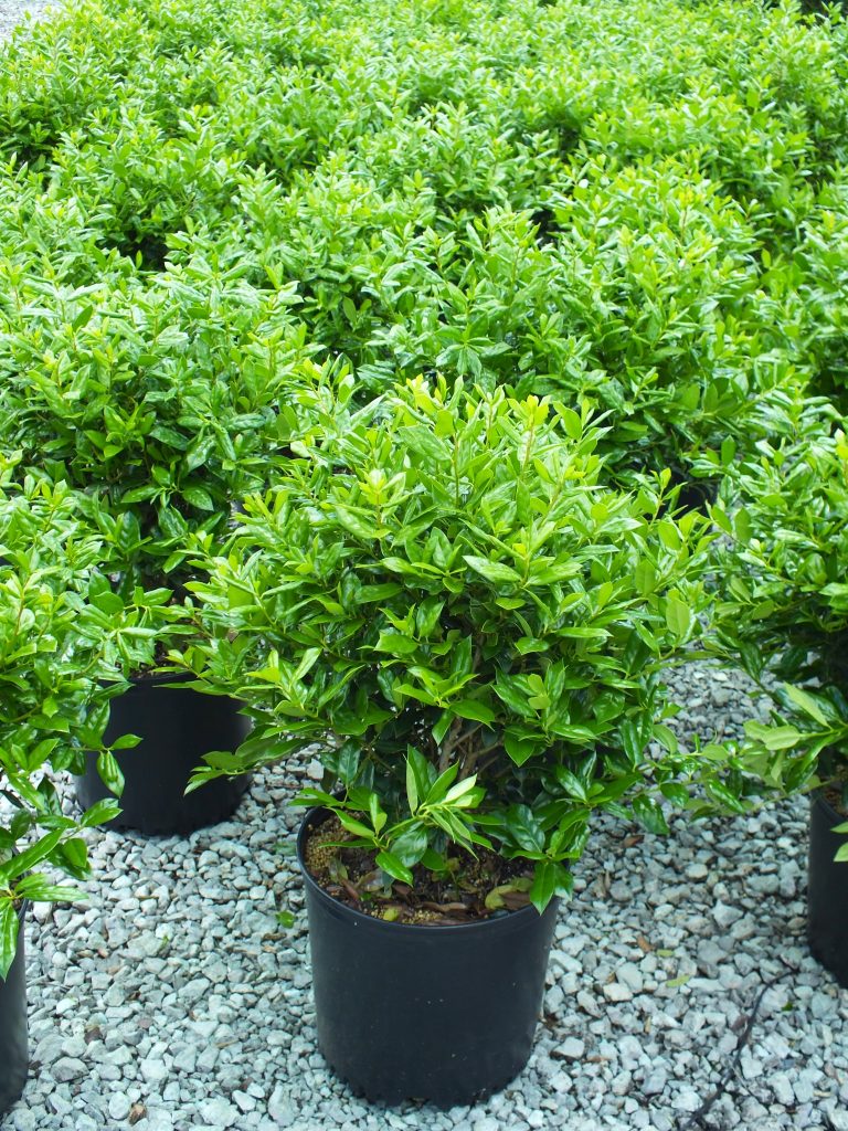 Green Valley Farms Holly Needlepoint