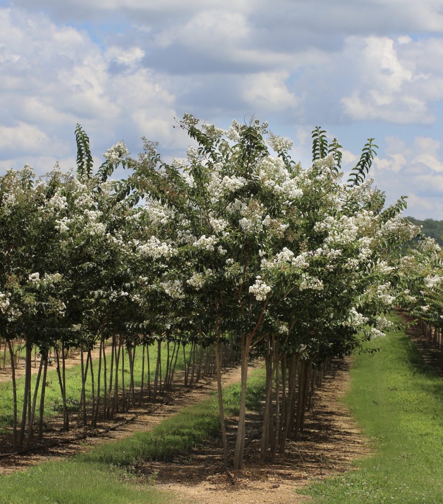 Green Valley Farms | Crape Myrtle Natchez