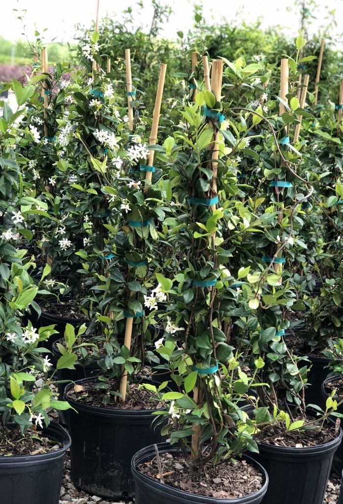 Green Valley Farms Jasmine Confederate